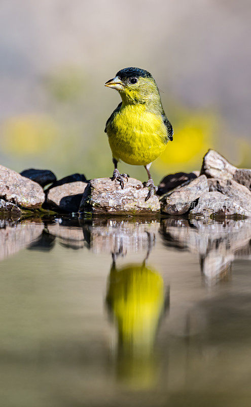 小金翅雀(Spinus psaltria)是美洲一种非常小的鸣禽。与它的亲戚美洲金翅雀和劳伦斯金翅雀一起，它形成了Spinus属的新世界金翅雀分支。索诺兰沙漠，亚利桑那州。反射。
